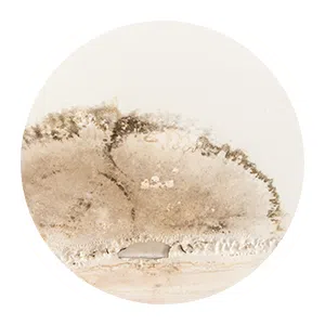 Boynton Beach Restoration Expert Boynton Beach, FL 561-316-0029 Boynton Beach Restoration Expert Boynton Beach, FL 561-316-0029 - sb-ser-01